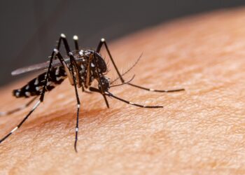 Chuva dos últimos dias faz crescer casos de dengue em Foz do Iguaçu