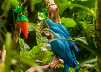 Parque das Aves espera receber 14 mil visitantes durante os feriados de Páscoa e Tiradentes