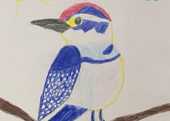 Parque das Aves lança concurso de desenho em homenagem ao mês da Mata Atlântica