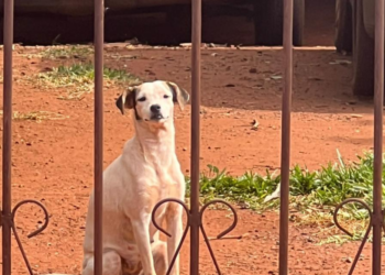 Tutor falece e deixa 17 cachorros sem lar