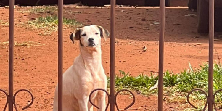 Tutor falece e deixa 17 cachorros sem lar