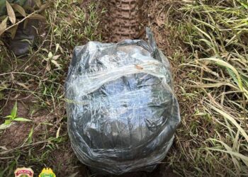 11 kg de capulho, uma variação da maconha, são apreendidos às margens do Rio Paraná
