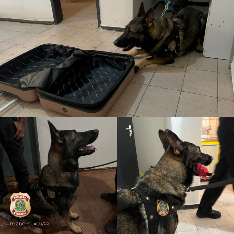 Operação contra tráfico internacional cumpre mandados de prisão em Foz  do Iguaçu