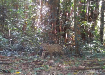 Biólogos comemoram a chegada de dois novos filhotes da onça Angá, no Parque Nacional do Iguaçu