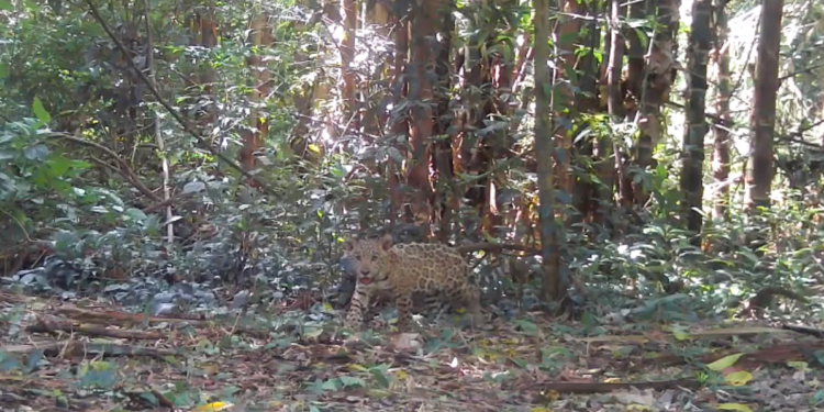 Biólogos comemoram a chegada de dois novos filhotes da onça Angá, no Parque Nacional do Iguaçu