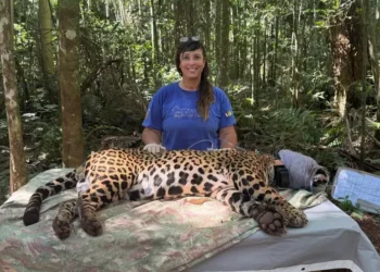 Bióloga Yara Barros vence o “Oscar Verde” por proteção de onças no Parque Nacional do Iguaçu