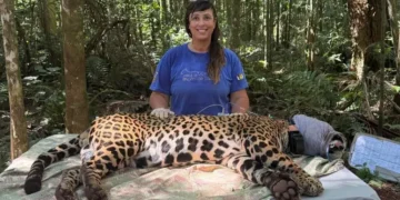Bióloga Yara Barros vence o “Oscar Verde” por proteção de onças no Parque Nacional do Iguaçu