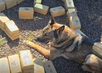 Cão policial Drogo, da Polícia Federal, se aposenta após 7 anos de serviços prestados