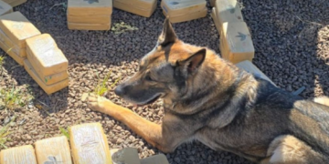 Cão policial Drogo, da Polícia Federal, se aposenta após 7 anos de serviços prestados