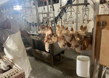 Seis mil aves apreendidas pela Polícia Federal na fronteira são abatidas e descartadas