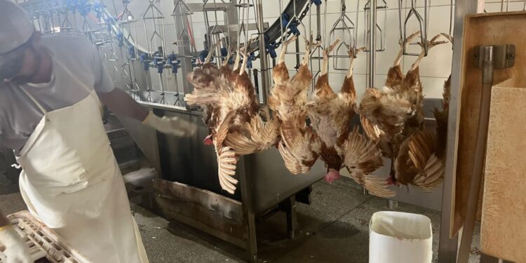 Seis mil aves apreendidas pela Polícia Federal na fronteira são abatidas e descartadas