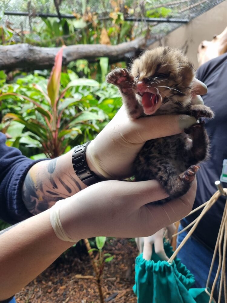 Nascimento de filhote de gato-maracajá é comemorado na Itaipu