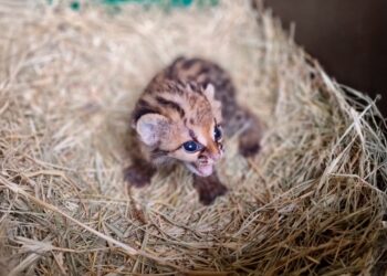 Nascimento de filhote de gato-maracajá é comemorado na Itaipu