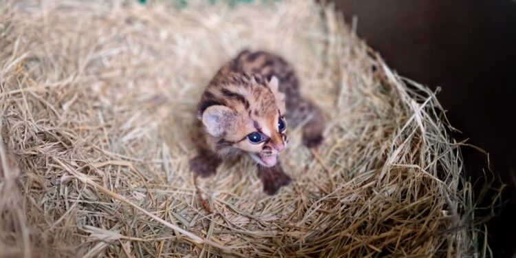 Nascimento de filhote de gato-maracajá é comemorado na Itaipu