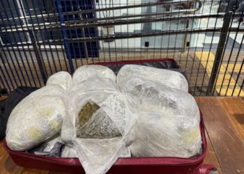 Fiscalização na BR-277 encontra capulho e maconha em dois ônibus de linha