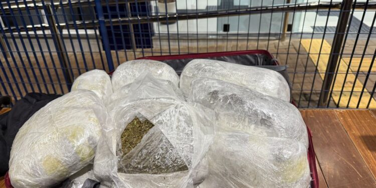 Fiscalização na BR-277 encontra capulho e maconha em dois ônibus de linha