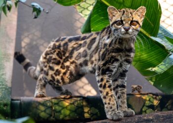 Filhote de gato-maracajá e harpias recebem microchip no Refúgio Biológico da Itaipu