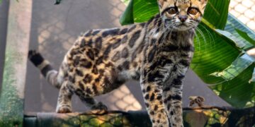 Filhote de gato-maracajá e harpias recebem microchip no Refúgio Biológico da Itaipu