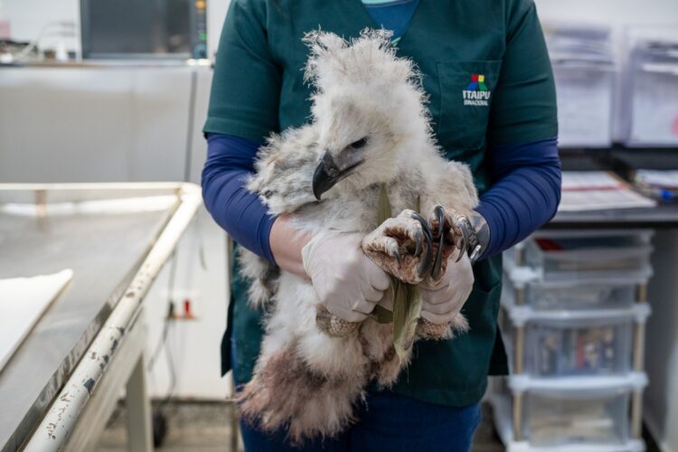 Filhote de gato-maracajá e harpias recebem microchip no Refúgio Biológico da Itaipu