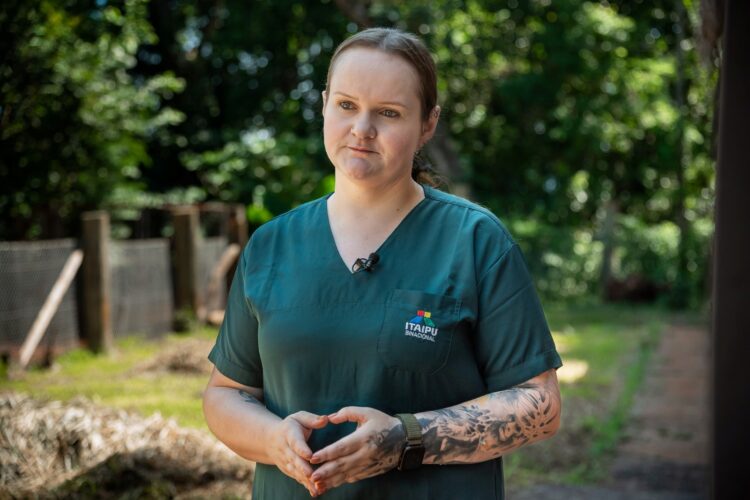 Filhote de gato-maracajá e harpias recebem microchip no Refúgio Biológico da Itaipu