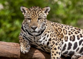 Dados do censo 2024 mostram pequena queda de onças-pintadas no Parque Nacional do Iguaçu