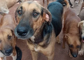 Emenda parlamentar destinada à ONG Vida Animal não é repassada pela prefeitura