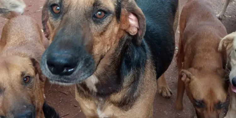 Emenda parlamentar destinada à ONG Vida Animal não é repassada pela prefeitura