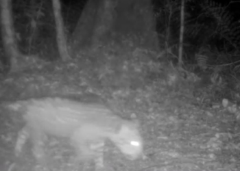 Novo filhote de onça-pintada é registrado no Parque Nacional do Iguaçu