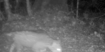Novo filhote de onça-pintada é registrado no Parque Nacional do Iguaçu