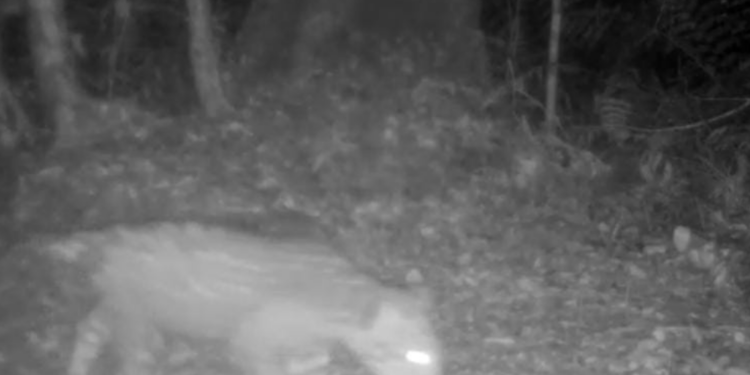 Novo filhote de onça-pintada é registrado no Parque Nacional do Iguaçu