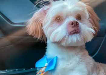 Ajude a encontrar o Téo, que fugiu ontem no Jardim Dona Fátima