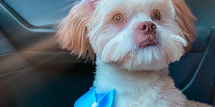 Ajude a encontrar o Téo, que fugiu ontem no Jardim Dona Fátima