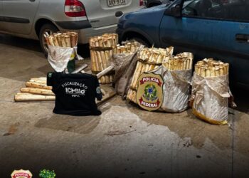 Homem é preso por extração ilegal de palmito no Parque Nacional do Iguaçu