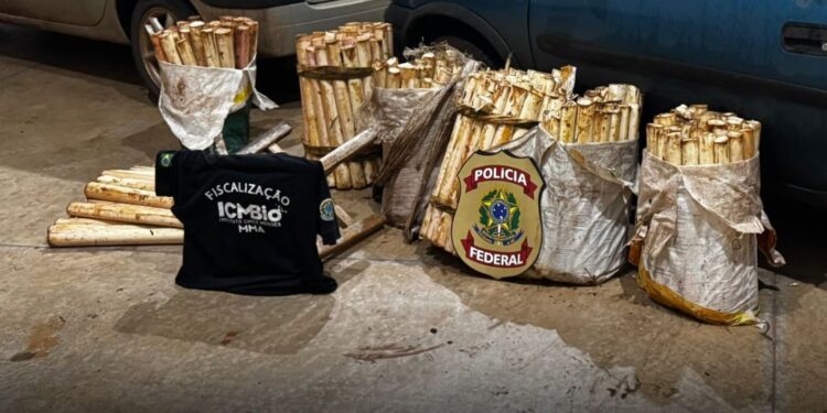 Homem é preso por extração ilegal de palmito no Parque Nacional do Iguaçu