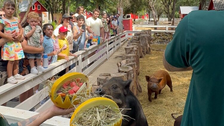 Últimas vagas: Colônia de Férias do Eco Park Foz começa neste sábado (12)
