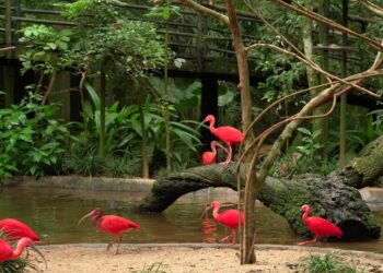 Parque das Aves celebra o Dia Mundial de Proteção aos Manguezais