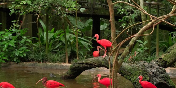 Parque das Aves celebra o Dia Mundial de Proteção aos Manguezais