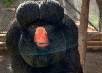 National Geografhic registra espécie ameaçada de extinção no Eco Park Foz