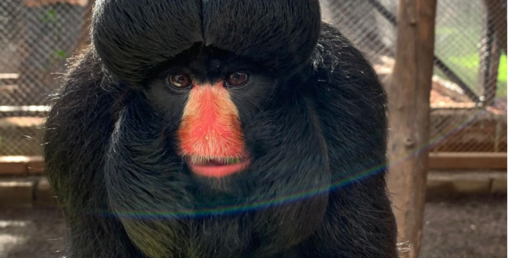 National Geografhic registra espécie ameaçada de extinção no Eco Park Foz