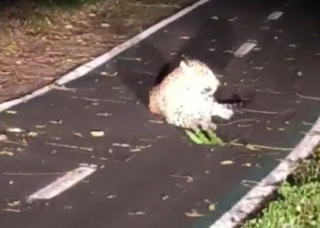 Onça-pintada é vista descansando na ciclovia do Parque Nacional do Iguaçu