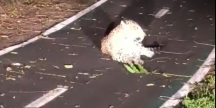 Onça-pintada é vista descansando na ciclovia do Parque Nacional do Iguaçu