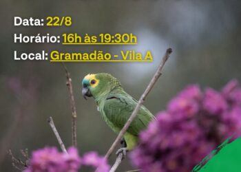 Observação de Papagaios no Gramadão da Vila A