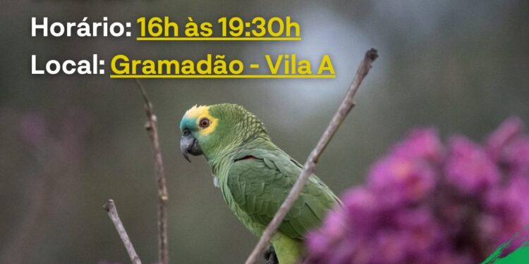 Observação de Papagaios no Gramadão da Vila A