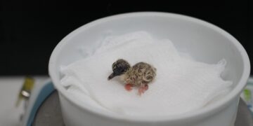 Parque das Aves registra nascimento inédito no mundo