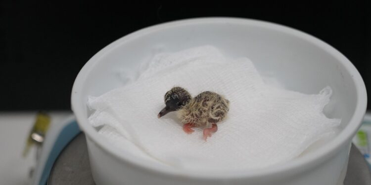 Parque das Aves registra nascimento inédito no mundo