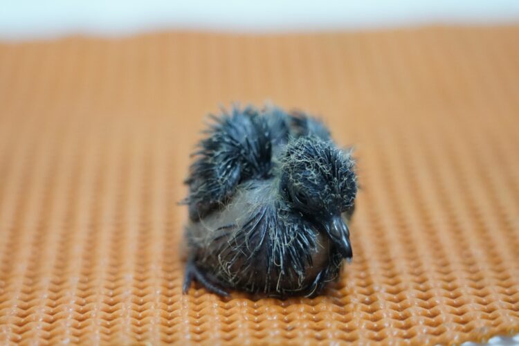 Parque das Aves registra nascimento inédito no mundo