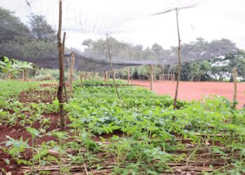 Comunidades Avá-guarani são assentadas em área comprada com recursos da Itaipu