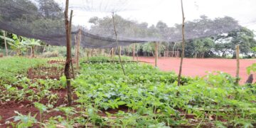 Comunidades Avá-guarani são assentadas em área comprada com recursos da Itaipu
