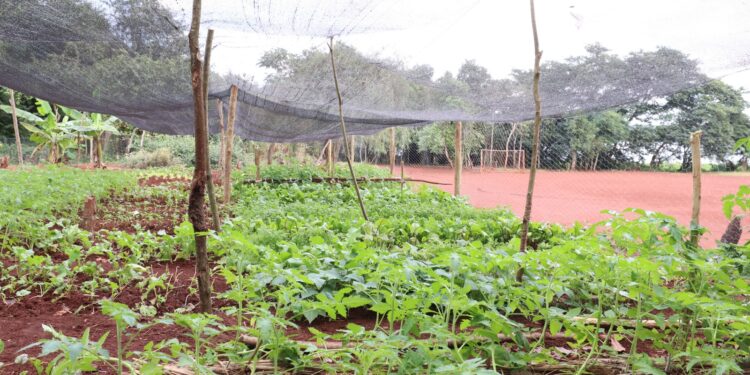 Comunidades Avá-guarani são assentadas em área comprada com recursos da Itaipu