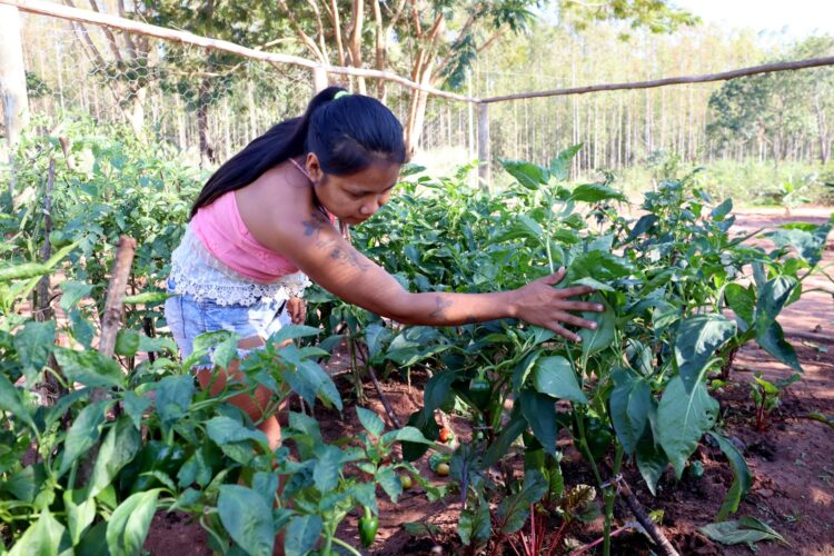 Comunidades Avá-guarani são assentadas em área comprada com recursos da Itaipu